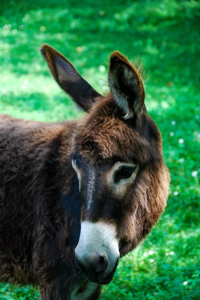 Retrato Cabeça Burro — Fotografia de Stock