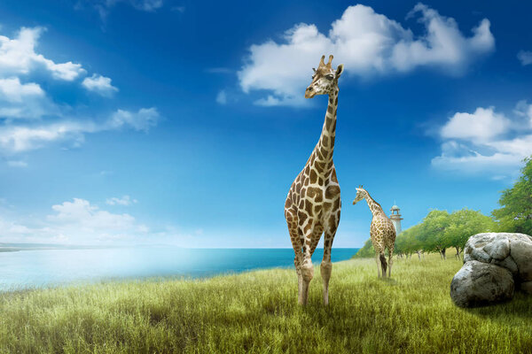 Giraffes in the wild with blue sky background