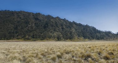 Savannah'ın üzerinde Oro Oro Ombo Semeru dağ. Malang, Endonezya