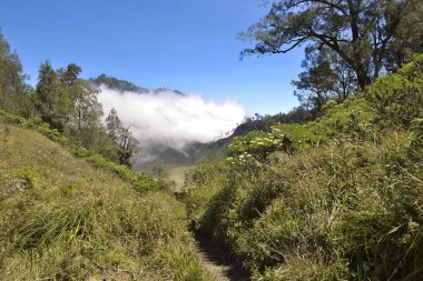 Patika Ranu Kumbolo Gölü doğru Semeru dağda tırmanma yolu üzerinde. Malang, Endonezya