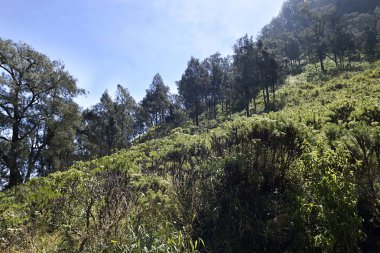 Otlar ve ağaçlar Hill Road Semeru dağa tırmanmaya. Malang, Endonezya
