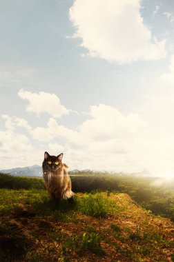 Mavi gökyüzü arka plan ile çimlerde oturan kedi