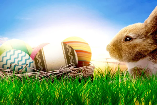 五颜六色的复活节彩蛋在巢和小兔子在草地上与日落背景 复活节快乐 — 图库照片