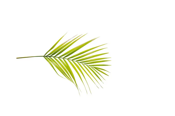 Palm Branch Green Leaves Isolated White Background — Stock Photo, Image