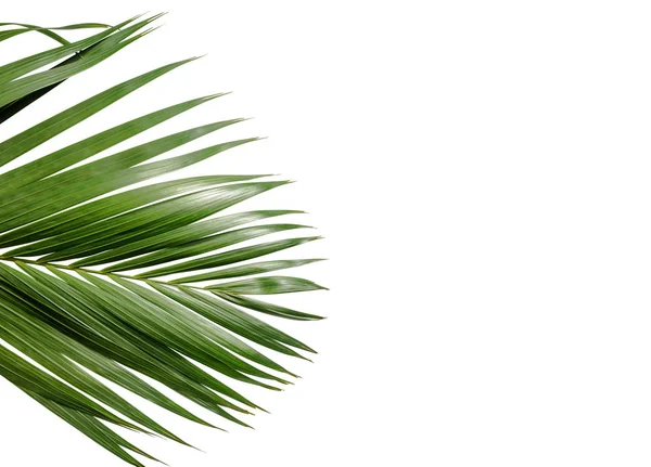 Palm Branch Green Leaves Isolated White Background — Stock Photo, Image