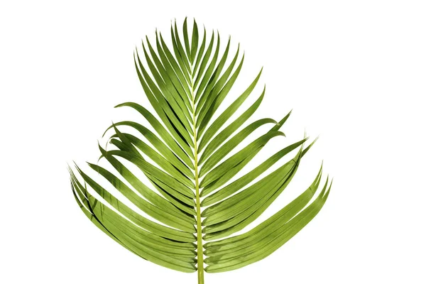 Palm Branch Green Leaves Isolated White Background — Stock Photo, Image