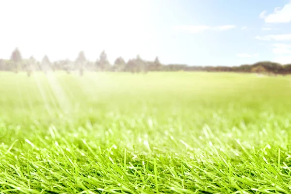 Erba Verde Sul Campo Elastico Con Alberi Luce Solare Sullo — Foto Stock