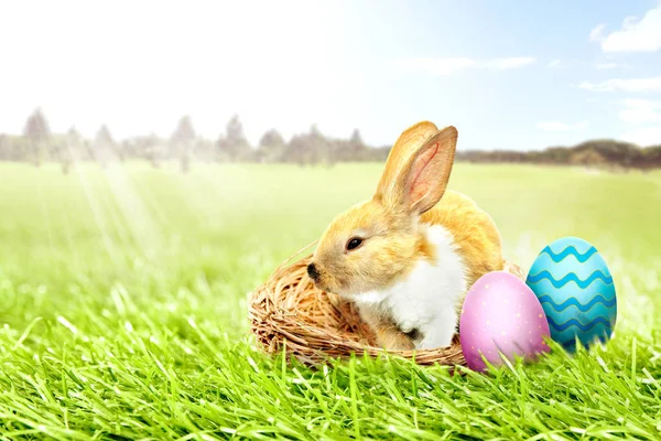 小兔子坐在鸟巢和五颜六色的复活节彩蛋草地上的树木和蓝天的背景 复活节快乐 — 图库照片