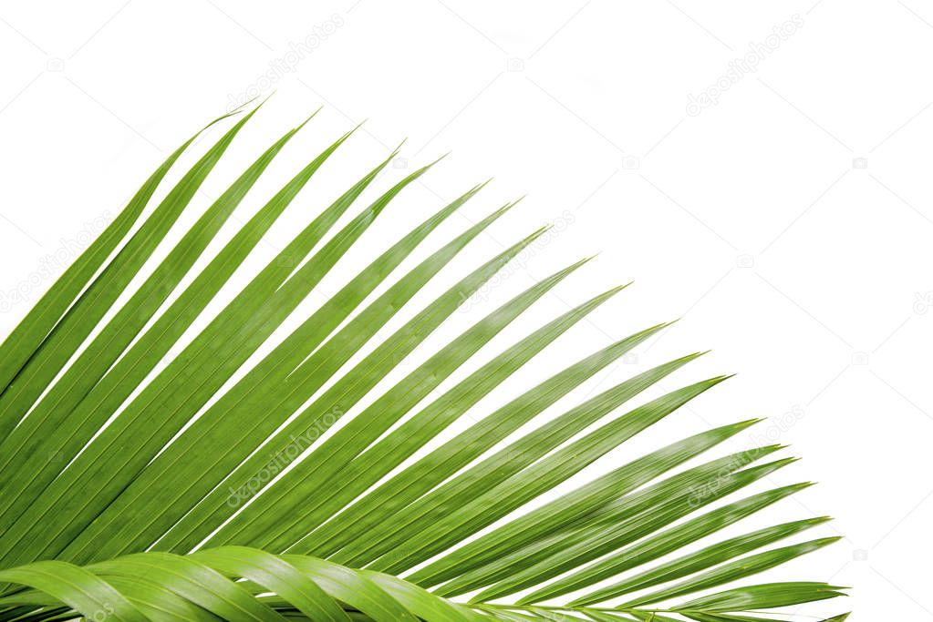 Palm branch with green leaves isolated over white background