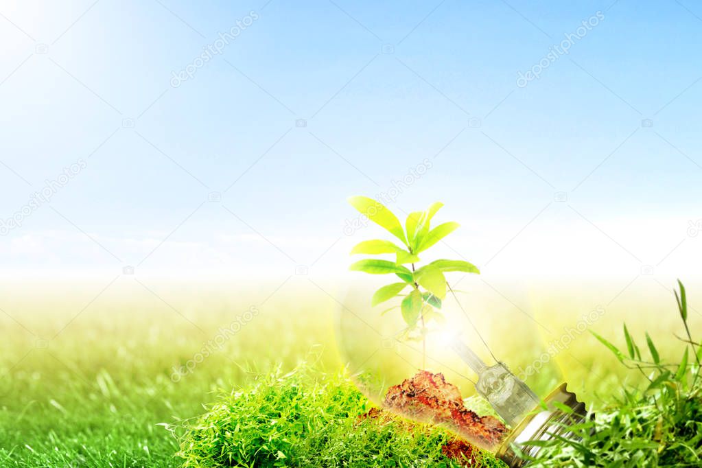 Young plant growing on fertile soil with light bulb in meadow with sunlight and blue sky background. Earth day concept