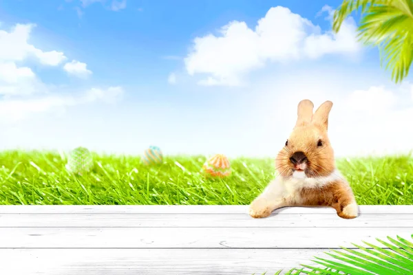 五颜六色的复活节彩蛋隐藏在草原上 可爱的小兔子在木桌上 有棕榈树枝和蓝天背景 复活节快乐 — 图库照片