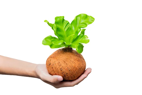 Mano umana che tiene giovane pianta verde nei vasi — Foto Stock