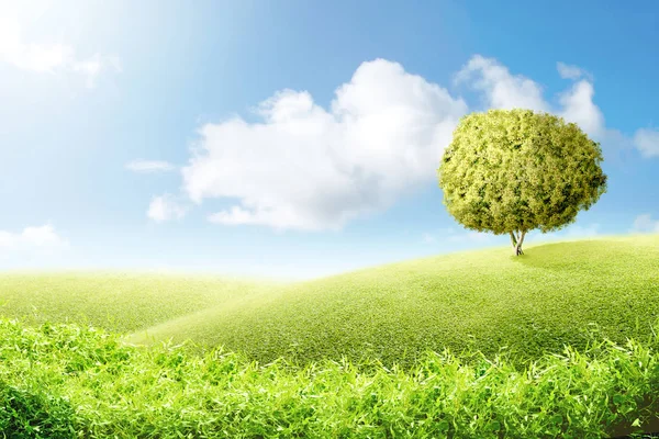 Yeşil çim alan ağaç — Stok fotoğraf
