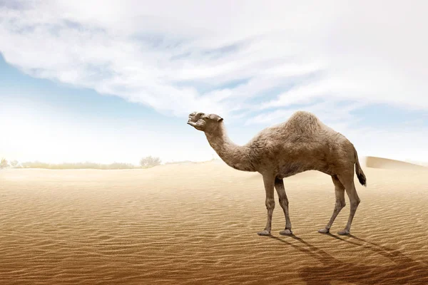 Καμήλα στέκεται στην άμμο αμμολόφων — Φωτογραφία Αρχείου