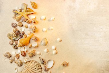 Kumlu plajda kabukları üst görünümü. Yaz arka planı