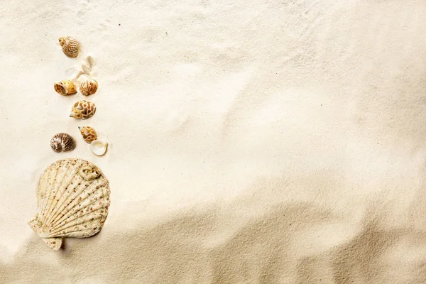 沙滩贝壳的顶视图 夏季背景 — 图库照片