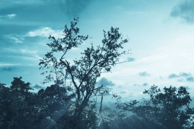 Dramatik gökyüzü arka plan üzerinde sis ile Haunted orman