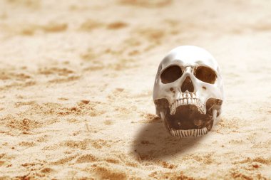 Kumda insan kafatası