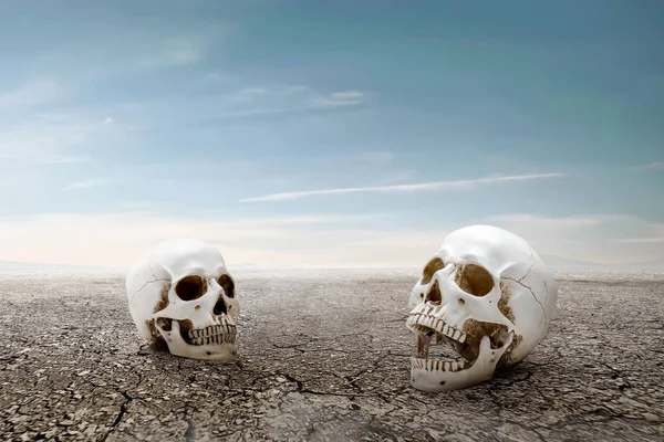 Ludzka czaszka na pękniętej ziemi — Zdjęcie stockowe