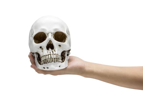 Hand holding human skull — Stock Photo, Image