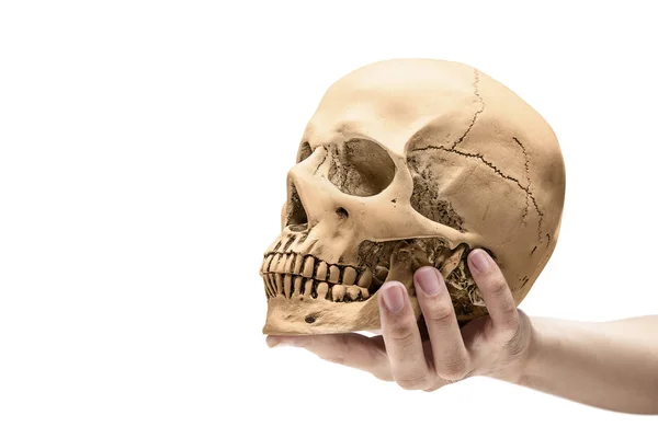 Ręczne trzymanie ludzkiej czaszki — Zdjęcie stockowe