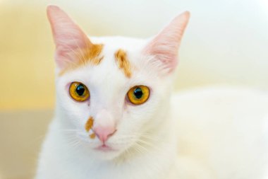 Bulanık bir geçmişi olan sevimli yerli kedi.