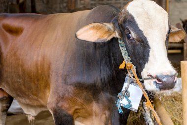 Kurban bayramını kutlamak için inekler katledilecek.
