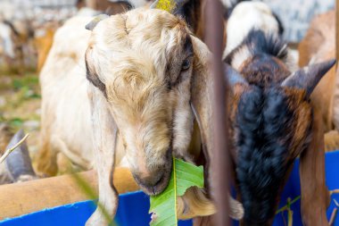 Kurban Bayramı 'nı kutlamak için kesilecek koyunlar.