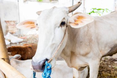 Kurban bayramını kutlamak için inekler katledilecek.