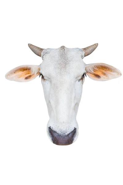 Κεφαλή Αγελάδας Απομονωμένη Λευκό Φόντο — Φωτογραφία Αρχείου