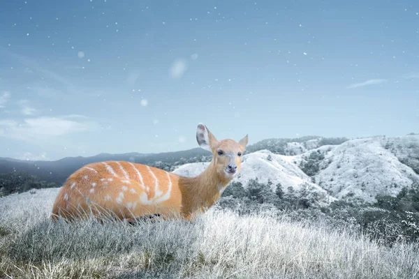 Ciervo Montaña Con Clima Invernal Concepto Cambio Del Entorno —  Fotos de Stock