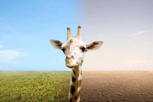Giraffe Bei Der Betrachtung Von Unterschieden Zwischen Dürreboden Und Fruchtbarem — Stockfoto