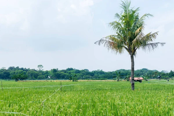 Mavi Arkaplanı Olan Yeşil Pirinç Tarlası — Stok fotoğraf