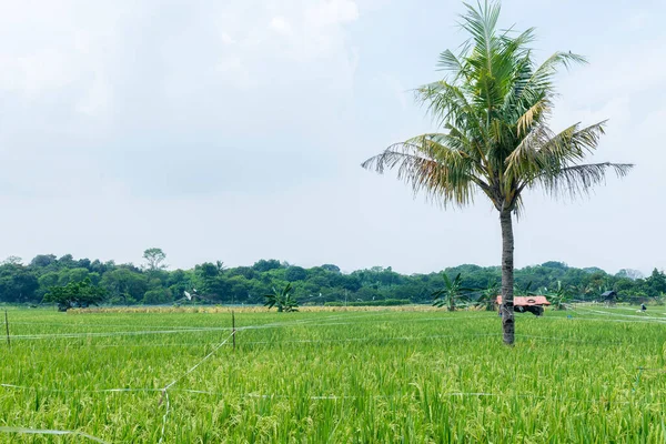 Green Rice Field Blue Sky Background — Stock Photo, Image