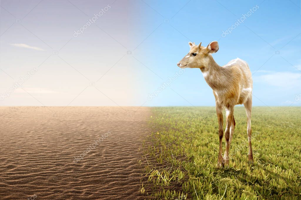 Deer looking at differences from drought ground and fertile soil on the field. Concept of changing the environment