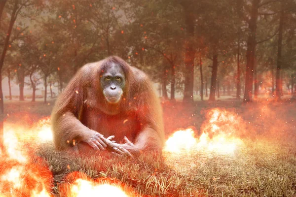 Orangutan Chão Chamas Floresta Conceito Mudança Ambiente — Fotografia de Stock