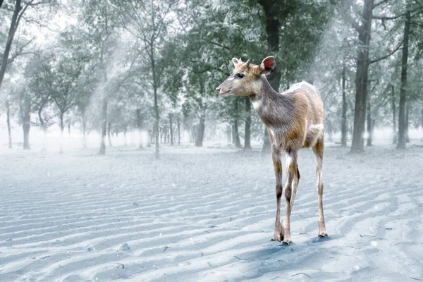 Jelen Lese Zimním Podnebím Koncept Změny Životního Prostředí — Stock fotografie