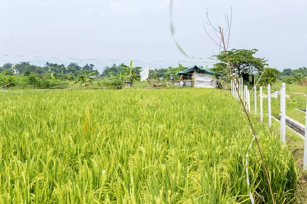 Green Rice Field Blue Sky Background — Stock Photo, Image