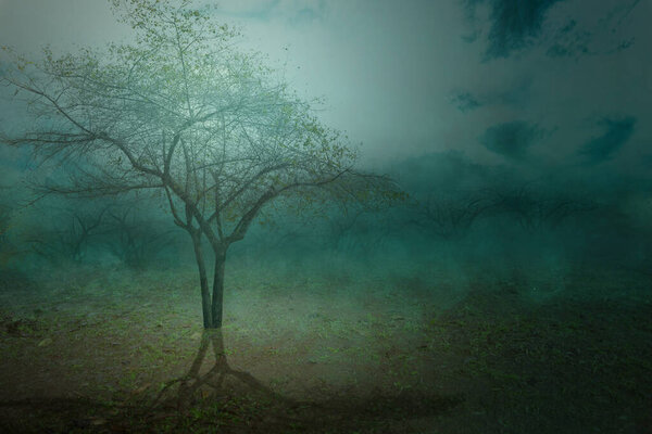 Field with fog with moonlight background