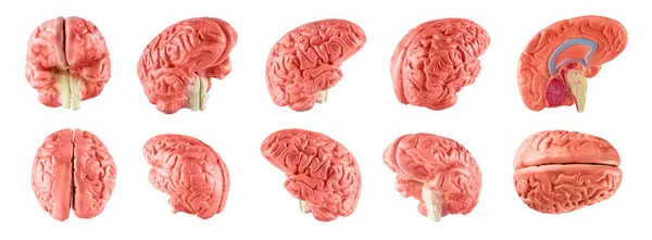 Sada Lidského Mozku Izolované Přes Bílé Pozadí — Stock fotografie