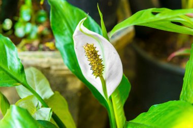 Bahçesinde yeşil yapraklar olan beyaz arum
