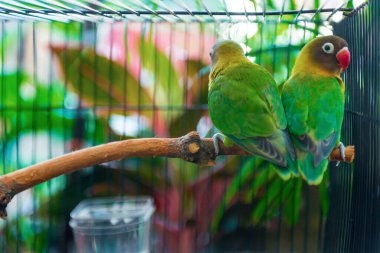 Aşk kuşu kafeste bir dalda duruyor.