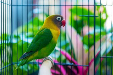 Aşk kuşu kafeste bir dalda duruyor.