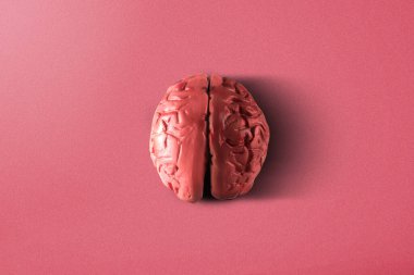 Pembe arka planı olan insan beyni.