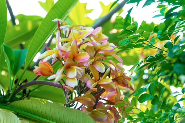 陽射しの強いフランジパニの木にフランジパニの花 — ストック写真