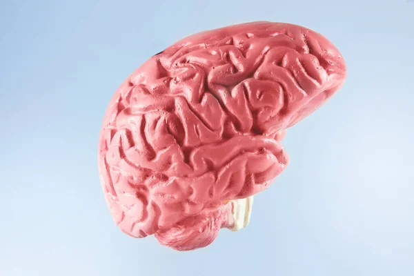 Cerebro Humano Con Fondo Brillante —  Fotos de Stock