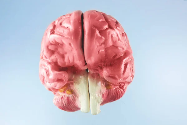 Otak Manusia Dengan Latar Belakang Yang Terang — Stok Foto