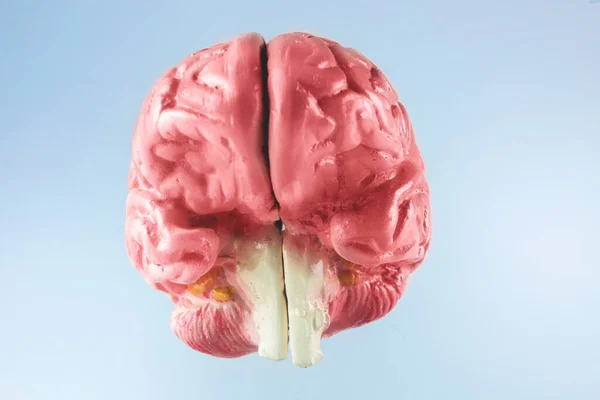 Cerebro Humano Con Fondo Brillante —  Fotos de Stock