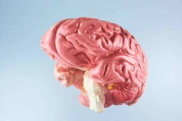 Cerebro Humano Con Fondo Brillante —  Fotos de Stock