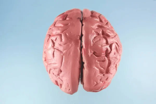 Ανθρώπινος Εγκέφαλος Φωτεινό Υπόβαθρο — Φωτογραφία Αρχείου
